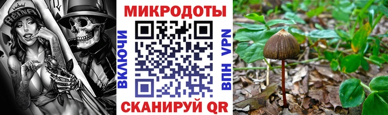 Псилоцибиновые грибы Psilocybe  Бирюч 